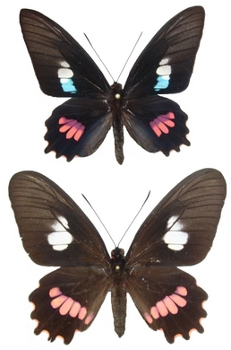 P. zacynthus (mle & femelle)